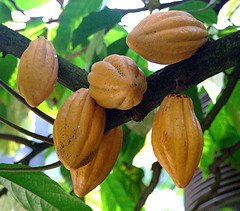 Cacao Chocolate Tree Pods