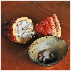Cacao Pod Fruit Beans