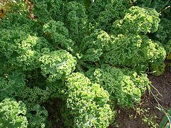 Curly Kale