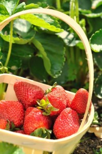 Strawberry Salad Greens Smoothie