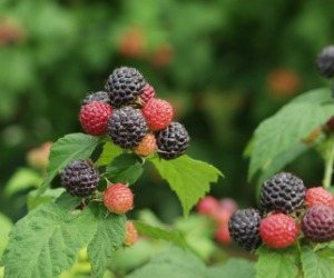 Wild Black Raspberry Smoothie