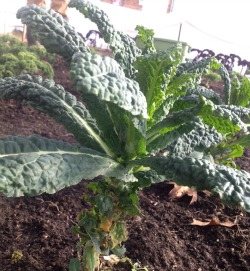 Killer Kale Smoothie