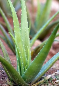 Supergreen Aloe Smoothie