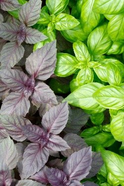 Berry Basil Green Smoothie